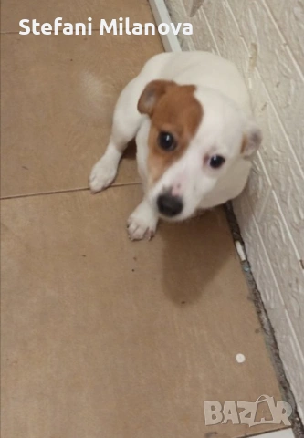 Продавам Джак Ръсел