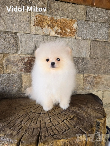 Мини Померан момиче на 3 месеца , снимка 2 - Померан - 53393472