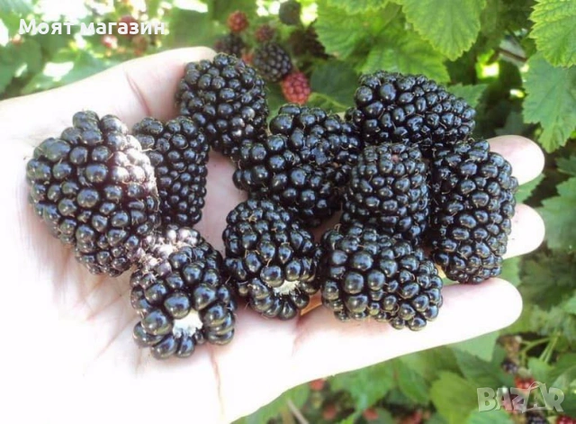 Къпина - Астерина