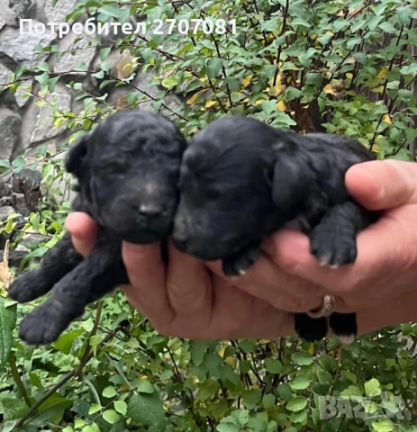 Черни мини пуделчета, снимка 8 - Пудели - 52653411