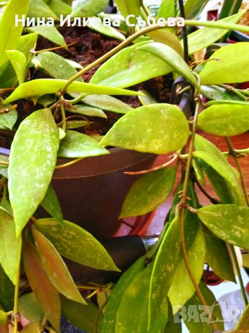 Хоя, восъчно цвете Krinkle, Krimson Queen,Kerrii,Trikolor, Sigillatis,Memoria,Gracilis , Red flower , снимка 16 - Стайни растения - 38144799