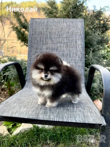 Померан мини момиче. Померанче, снимка 4 - Померан - 53647006