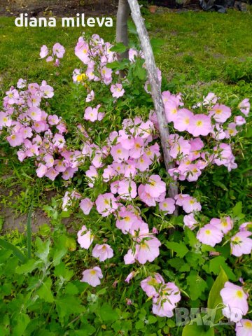 Розова Йонотера, студоустойчива, снимка 6 - Градински цветя и растения - 42569424
