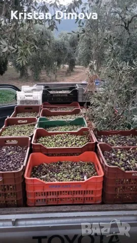 Зехтин Extra Virgin , снимка 6 - Други услуги - 48157201