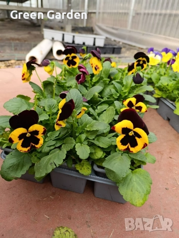 Теменужка Едроцветна