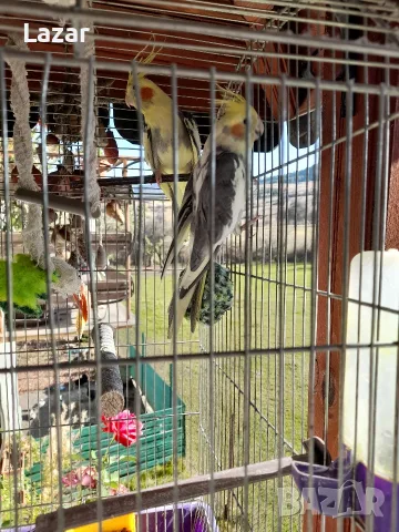 Продавам папагали, снимка 3 - Папагали - 55980817