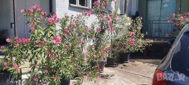 зокуми високи до 2,50метра над 10 годишни с много разклонения