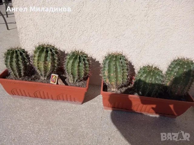 Сандъче с кактуси, снимка 5 - Стайни растения - 50008445