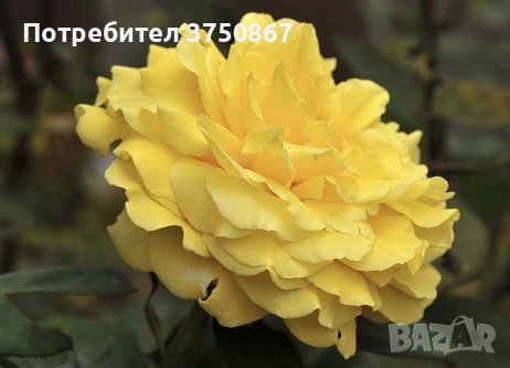 🌹 РОЗА 🌹 GINA LOLLOBRIGIDA® Meilivar, снимка 3 - Градински цветя и растения - 53741840