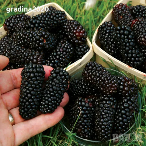 Къпина -гиганска и сладка  /Навахо , Лох нес , Арапахо , Карака Блек , Prime Ark 45)  и Астерина  , снимка 2 - Градински цветя и растения - 27586566