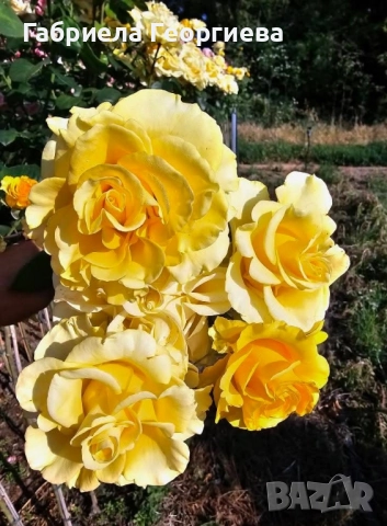 Щамбови рози на гол корен , снимка 4 - Градински цветя и растения - 52218884