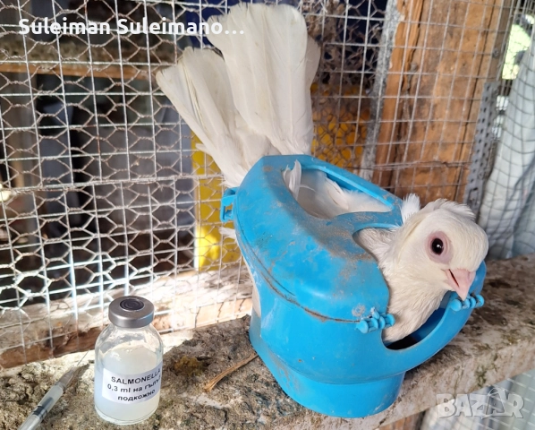 Продавам двойка шуменски, снимка 3 - Гълъби - 52565992