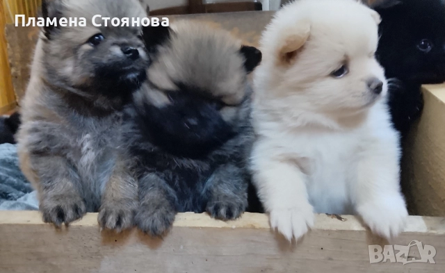 продавам малки померани , снимка 4 - Померан - 52617952