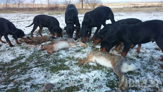 Гончета Балкански   обучени за лов  