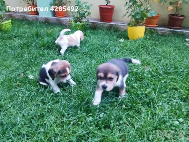 Куче порода Бигъл, Чистокръвни бигълчета , снимка 10 - Бигъл - 52429439