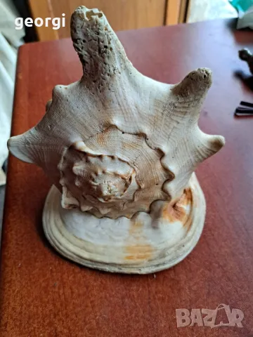 голям морски охлюв раковина, снимка 3 - Декорация за дома - 48162852