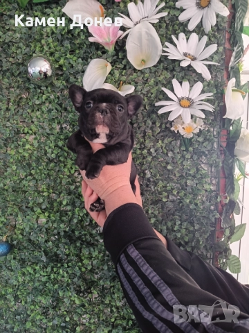 Френски булдог 