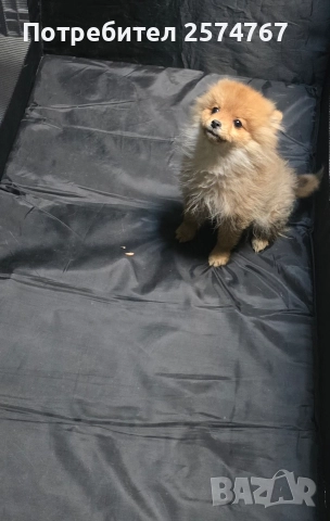 Померански шпиц , снимка 8 - Померан - 52679788