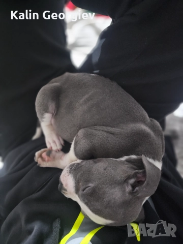 Американски булл териер(Blue nose), снимка 4 - Питбул - 52745474