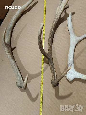 Рога от елен