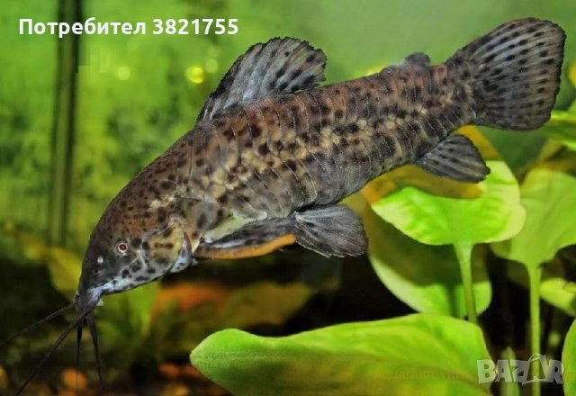 Сомчета калихт, хоплощернум торакатум