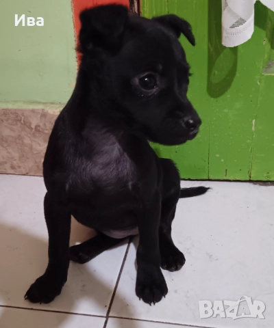 Свободни ваксинирани чистокръвни мини пинчер женски