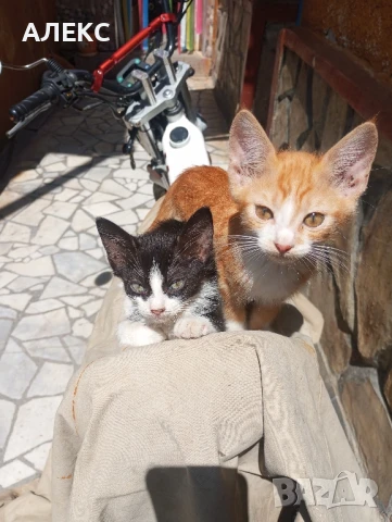 ПОДАРЯВАМ КОТЕНЦА, снимка 5 - Мейн кун - 50985226