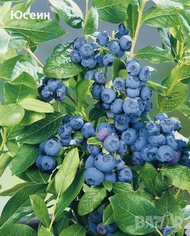 Американска боровинка , снимка 6 - Разсади - 52578002