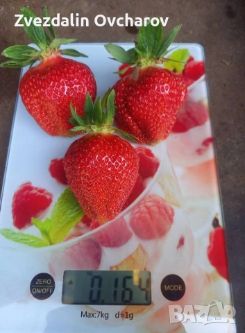 ПРОДАЖБА НА РАЗСАД – БОРОВИНКИ И ЯГОДИ , Малки Боровинки, ягоди вкоренени табли, изгодно добри цени, снимка 4 - Разсади - 53013630