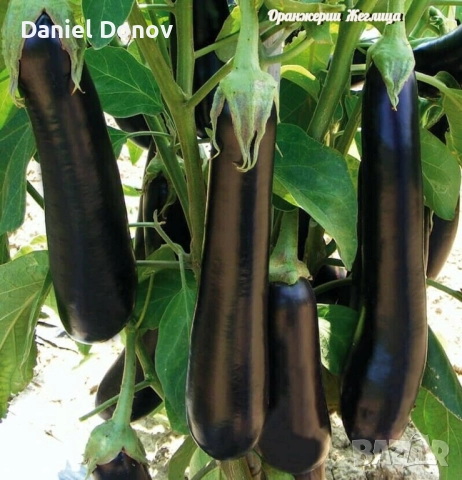 КАТАЛОГ РАЗСАДИ ПРОЛЕТ-ЛЯТО 2026, снимка 17 - Разсади - 52473586