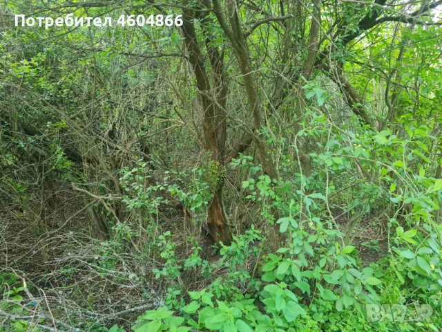 Продава парцел 648 м2 с нова къща 40 м2, снимка 12 - Къщи - 53639862