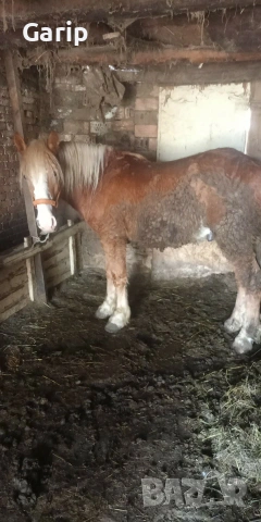 продава се баща американец