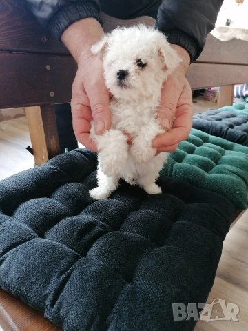 Бишон фризе момче , снимка 6 - Болонка - 53403173