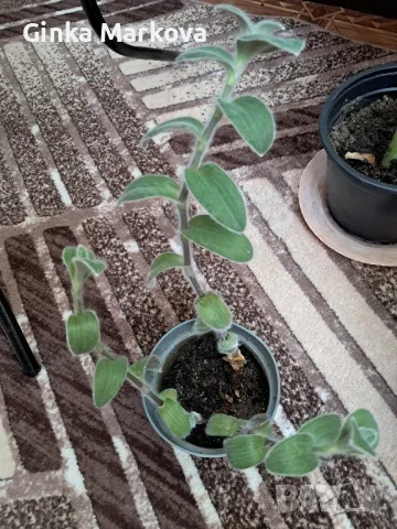 Мъхеста традисканция - 2,99лв., снимка 3 - Стайни растения - 49351124