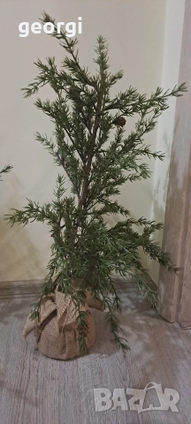 декоративни дръвчета