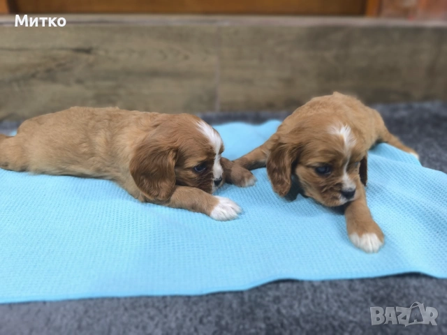 Кавалер Кинг Чарлз шпаньол , снимка 16 - Кавалер кинг чарлз шпаньол - 51169749