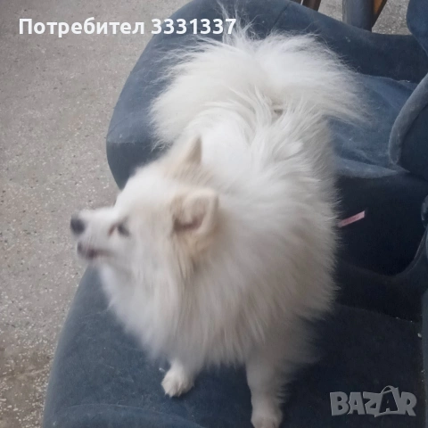 померан немски шпиц  женски на три години , снимка 2 - Померан - 53843849