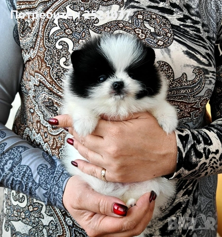 Мини померанчета момиченца и момченца, снимка 7 - Померан - 53174536