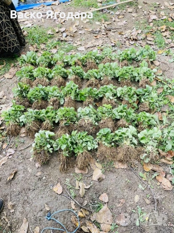 Продавам качествен  разсад ягоди и малини , снимка 3 - Разсади - 53751600