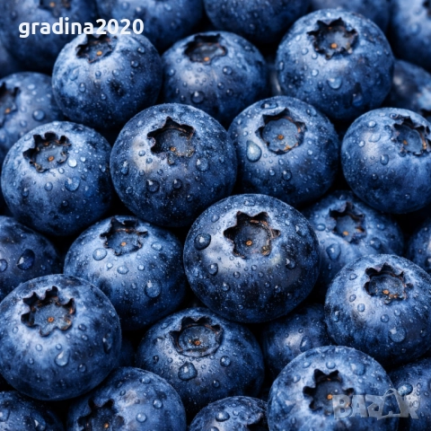 Боровинка - Разсад и замразен плод , снимка 6 - Градински цветя и растения - 27515105