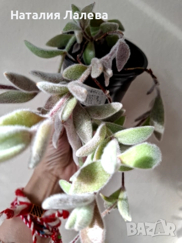 Каланхое, kalanchoe eriophylla, снимка 3 - Стайни растения - 53702290