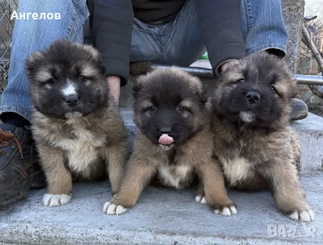 Кавказка овчарка