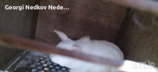 Продавам зайци, снимка 6 - Други животни - 53790923