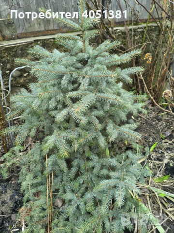 Сребрист смърч (Picea pungens)