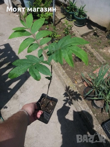 Орех Пекан - Pecan nuts, снимка 10 - Градински цветя и растения - 53631711