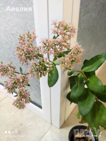 Зимен жасмин и Седум Матрона 