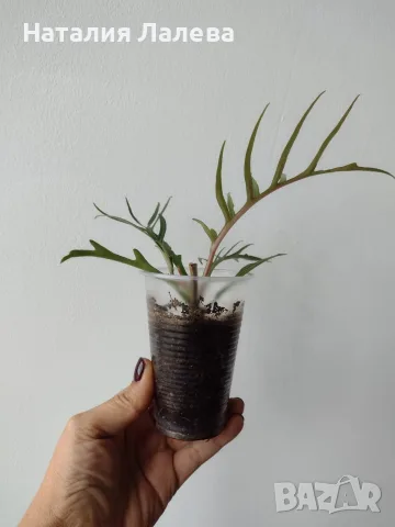 Филодендрон, philodendron Tortum, снимка 2 - Стайни растения - 56304723