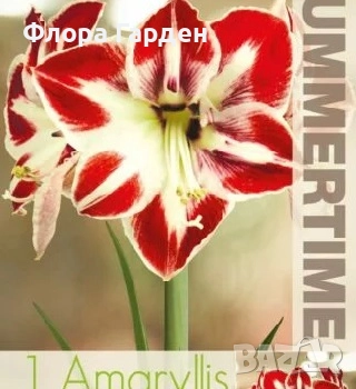 Луковици Амарилис, Хипеаструм, снимка 3 - Сортови семена и луковици - 52256523