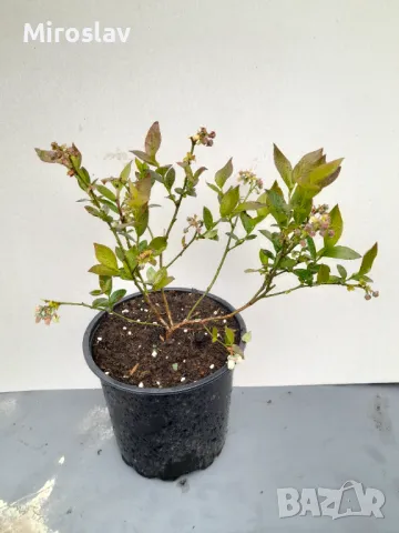 Американска черна Боровинка  (ПРОМОЦИЯ), снимка 5 - Градински цветя и растения - 24588633