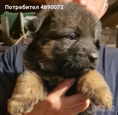 немска овчарка ., снимка 3 - Немска овчарка - 56231074